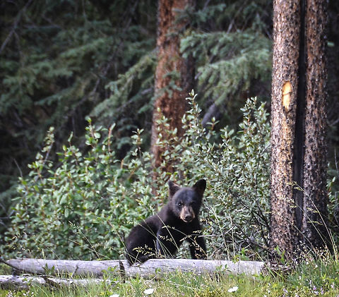 Boo-Boo Bear, BC, Canada Black bear cub somewhere in BC Canada! American black bear,Black Bear,Canada,Ursus americanus