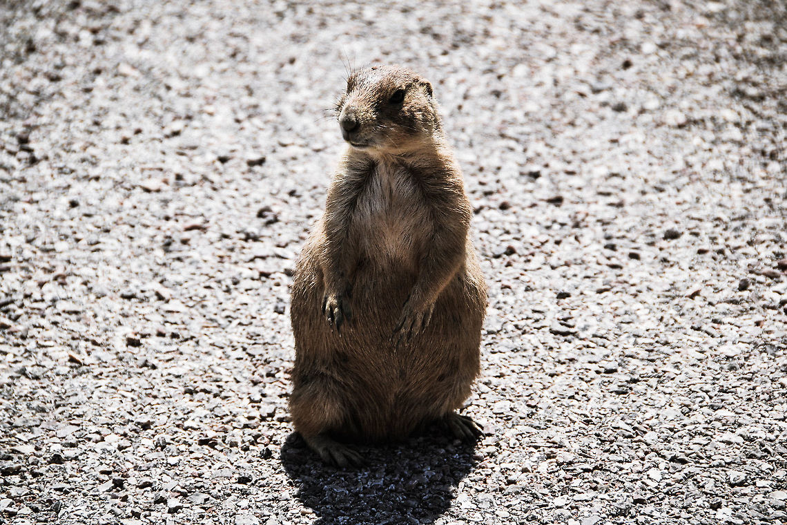 white-tailed prairie dog (Cynomys leucurus) Moorcroft, Wyoming, Critter, Moorcroft, Wyoming<br />
 perritos de las praderas de cola blanca  Cynomys leucurus,White-tailed prairie dog