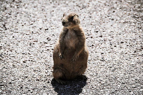 white-tailed prairie dog (Cynomys leucurus) Moorcroft, Wyoming, Critter, Moorcroft, Wyoming
 perritos de las praderas de cola blanca  Cynomys leucurus,White-tailed prairie dog