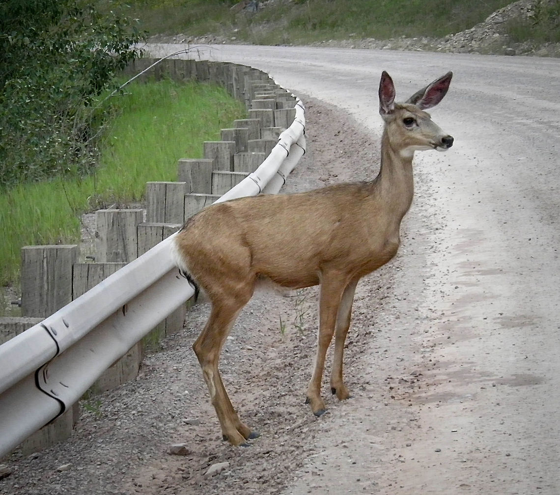 Dear Deer, Montana  Deer,Montana,Mule Deer,Odocoileus hemionus,USA,road