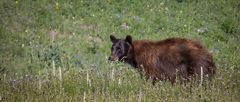 Yogi Bear, Yellowstone National Park  American black bear,Geotagged,United States,Ursus americanus