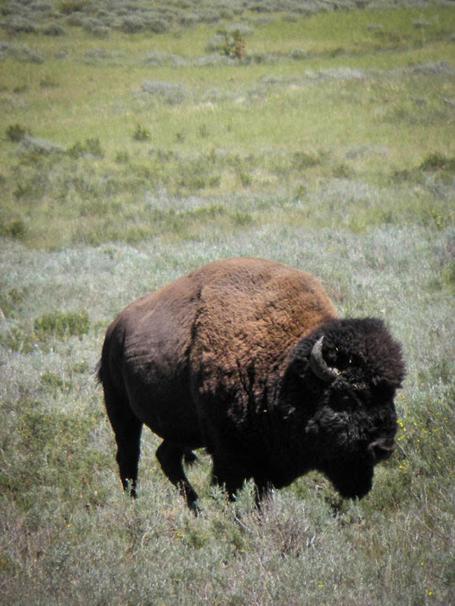 Buffalo  American bison,Bison bison,Geotagged,United States