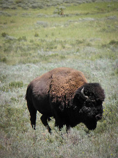 Buffalo  American bison,Bison bison,Geotagged,United States