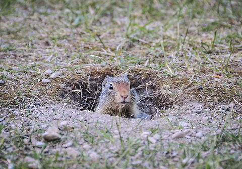 Lil critter, Going To The Sun Road, Montana  Geotagged,Summer,United States