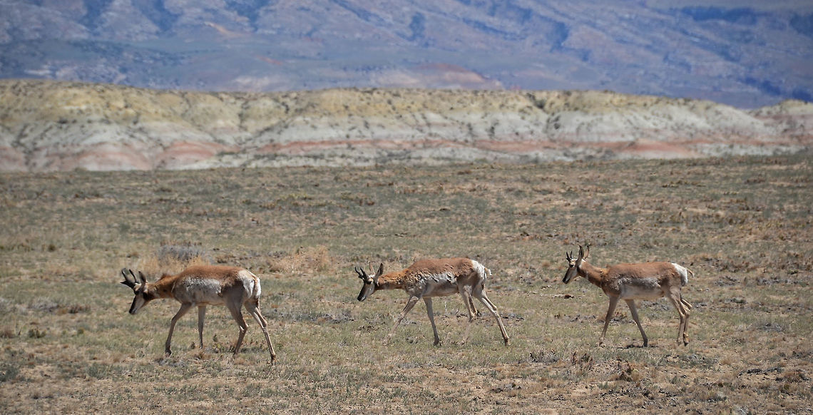 Pronghorn Antelopes I&#039;m not sure these are deer at all.. Antilocapra americana,Pronghorn