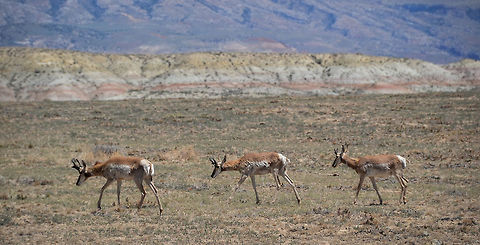 Pronghorn Antelopes I'm not sure these are deer at all.. Antilocapra americana,Pronghorn