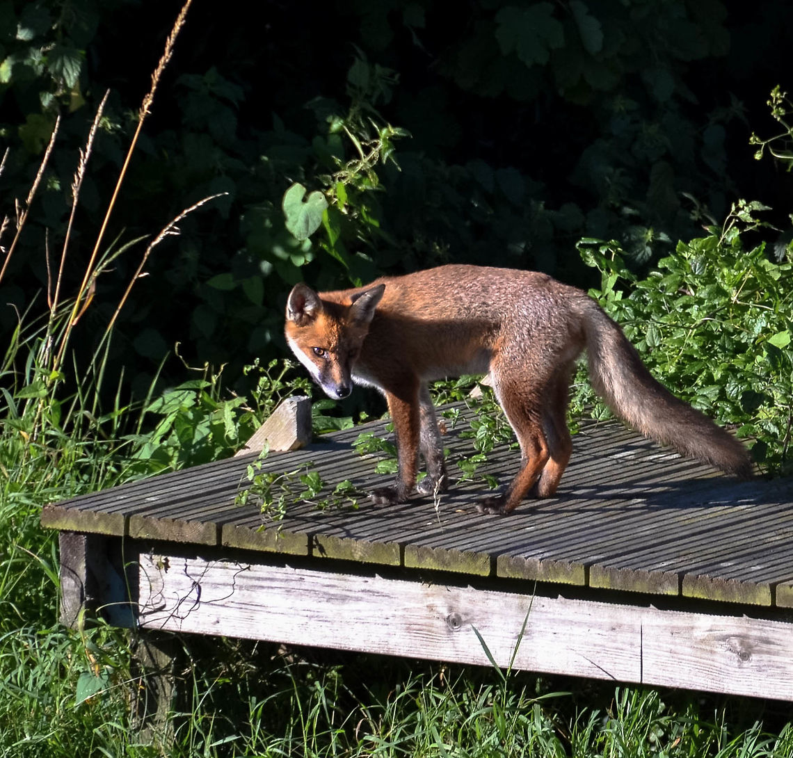 Foxy  Geotagged,Red Fox,Summer,United Kingdom,Vulpes vulpes
