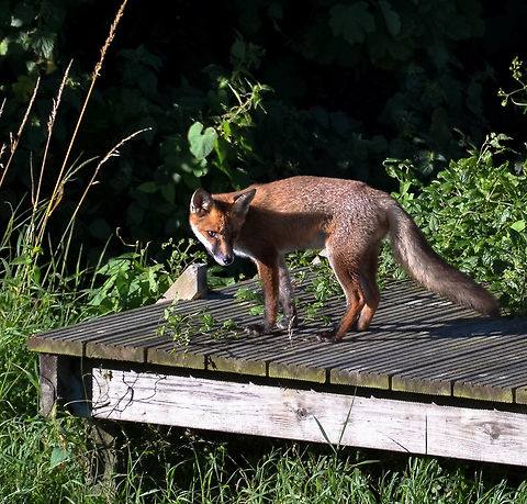 Foxy  Geotagged,Red Fox,Summer,United Kingdom,Vulpes vulpes