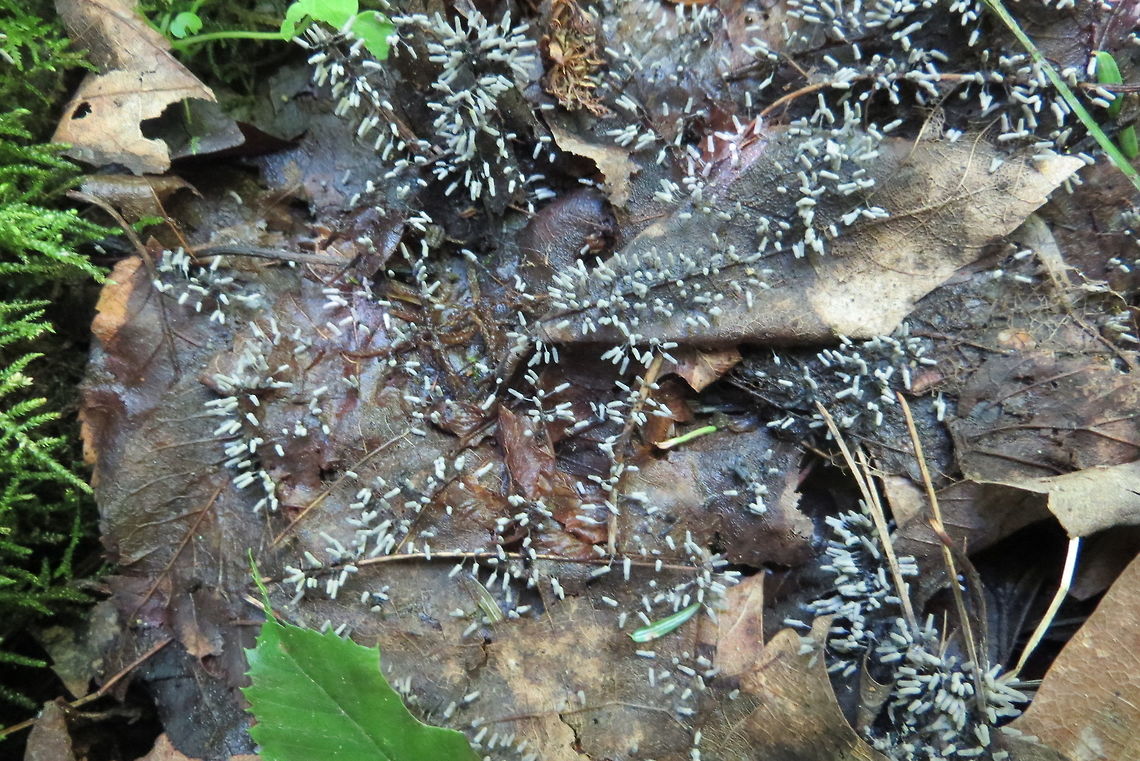 Arcyria_cinerea, a slime mold First time I&#039;ve seen this slime mold.  It occupied an area of about 1/2 square meter on the surface of dead leaves in a red maple-black ash forested wetland. Arcyria cinerea,Geotagged,Summer,United States
