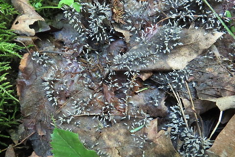 Arcyria_cinerea, a slime mold First time I've seen this slime mold.  It occupied an area of about 1/2 square meter on the surface of dead leaves in a red maple-black ash forested wetland. Arcyria cinerea,Geotagged,Summer,United States