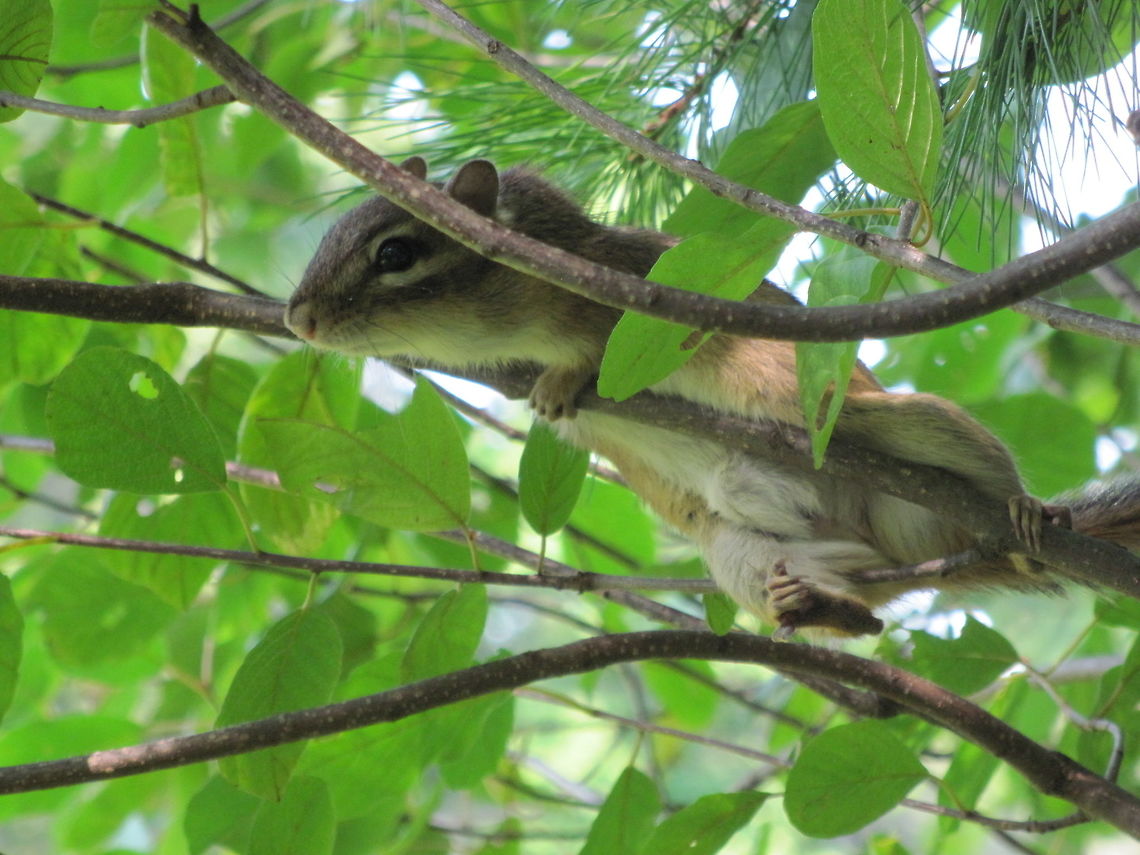 Tamias striatus Eastern chipmunk Eastern chipmunk,Tamias striatus
