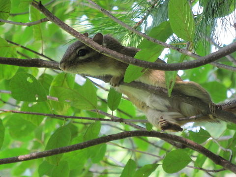Tamias striatus Eastern chipmunk Eastern chipmunk,Tamias striatus