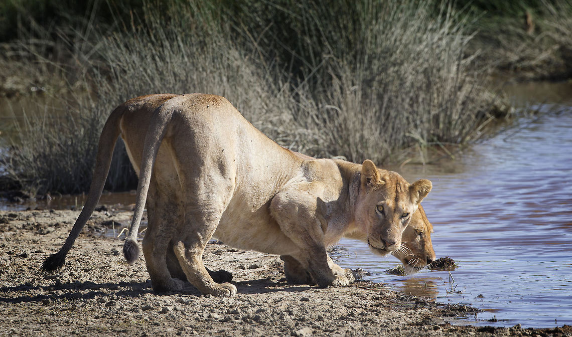 The Lioness The lioness had just finished their Wildebeest kill. They had young cubs so while one drank the other kept her eyes on us ! Geotagged,Lion,Panthera leo,Tanzania
