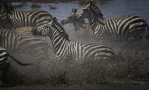 Life ain't black and white The lions were on the prowl and these Zebra's were trying to drink however they were constantly spooked 
 Equus quagga,Geotagged,Plains Zebra,Tanzania