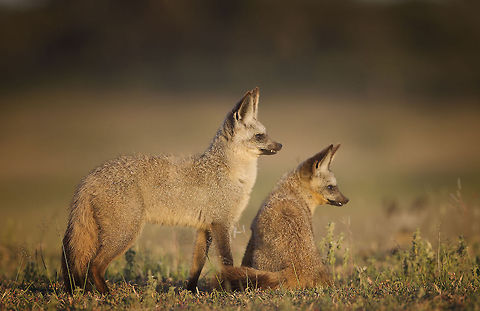 Foxy ladies? In the early morning light these two Bat Eared Foxes watch their babies play. Bat eared Foxes,Bat-eared fox,Geotagged,Otocyon megalotis,Tanzania