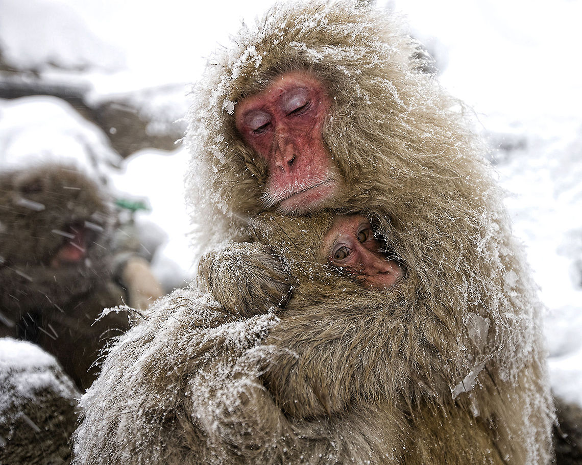 Mothers Warmth - Snow Monkey Japan  The Japanese Macaque (Macaca fuscata) is a monkey species native to northern Japan, and is the most northern-living non-human primate, surviving winter temperatures of below -15 &deg;C.  They have brown-gray fur, a red face, hands and bottom, and a short tail - and often seem remarkably human like, as they sit bathing in hot minerals springs.  Geotagged,Japan,Japanese macaque,Macaca fuscata,snow monkey