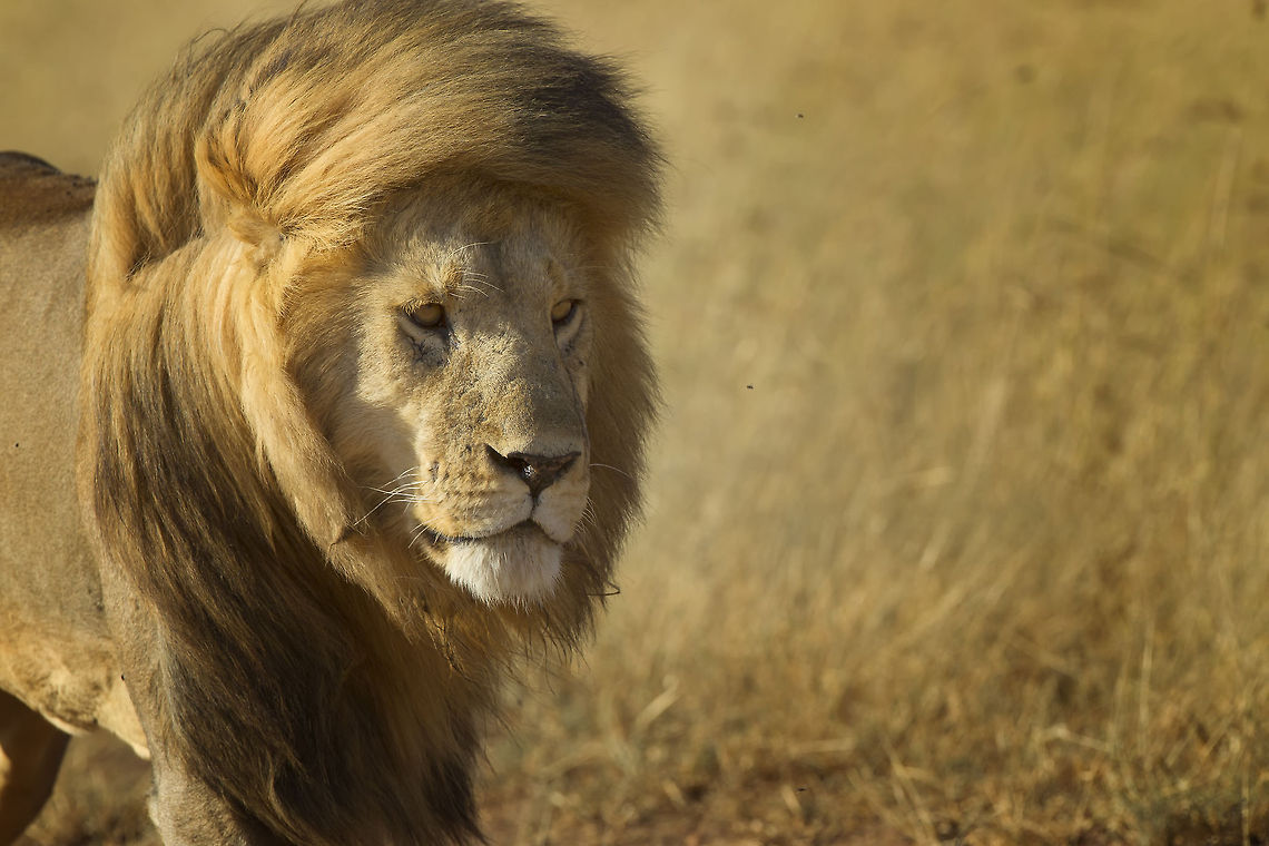Blow Wave The mane has often been viewed as a shield that protects a male&rsquo;s neck during fights against other males, but lions mostly attack each other on the back and hips. Instead, the size and coloration of the mane is believed to serve as a signal to other lions about the male&rsquo;s fitness, similar to the showiness of the peacock&rsquo;s tail.<br />
<br />
This prime male was following his girls with wind blowing his beautiful mane. Lion,Male Lion,Panthera leo