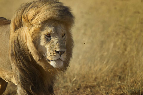 Blow Wave The mane has often been viewed as a shield that protects a male’s neck during fights against other males, but lions mostly attack each other on the back and hips. Instead, the size and coloration of the mane is believed to serve as a signal to other lions about the male’s fitness, similar to the showiness of the peacock’s tail.

This prime male was following his girls with wind blowing his beautiful mane. Lion,Male Lion,Panthera leo