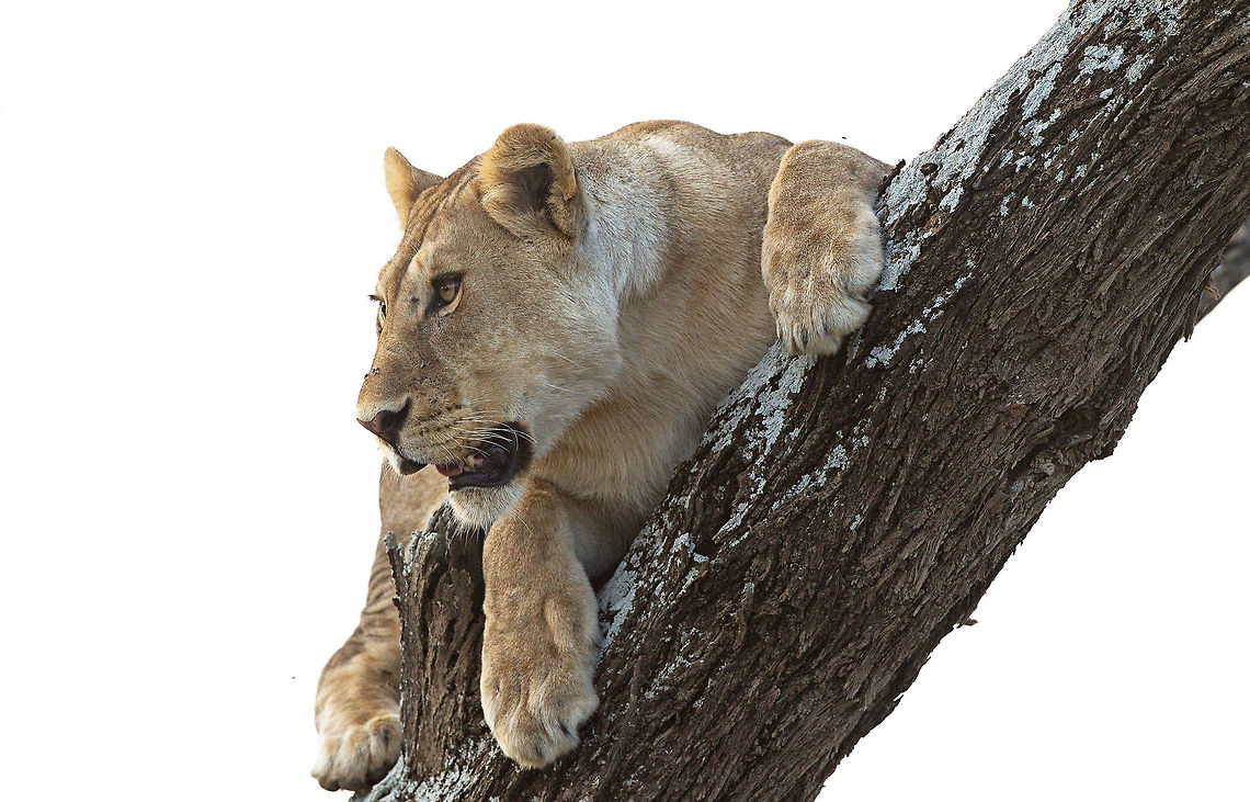 Lookout  A lioness climbed a tree to be able to better monitor the migrating Zebra's in Tanzania's Serengeti  Geotagged,Lion,Lioness,Panthera leo,Tanzania