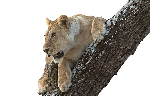 Lookout  A lioness climbed a tree to be able to better monitor the migrating Zebra's in Tanzania's Serengeti  Geotagged,Lion,Lioness,Panthera leo,Tanzania