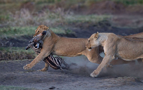 Mine The sad cycle of life - these lioness's had just failed on a young giraffe when the zebra herd moved through. The 2nd lioness in shot had young cubs  Geotagged,Lion,Lion kill,Panthera leo,Tanzania,lioness