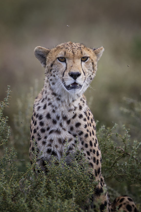 Watching and Waiting  Watching an Impala herd slowly graze into range  Acinonyx jubatus,Cheetah,cheetah