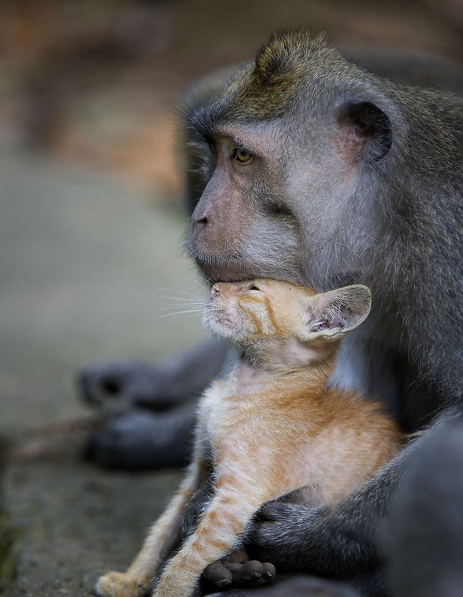 True Romance  A wild male Crab-eating Macaque had adopted a stray kitten from a nearby village. There appeared to genuine affection between this pair  Crab-eating macaque,Geotagged,Indonesia,Macaca fascicularis