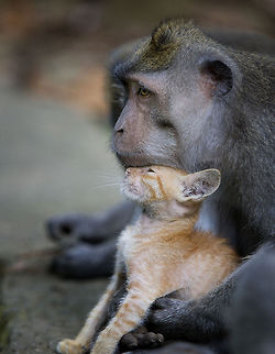 True Romance  A wild male Crab-eating Macaque had adopted a stray kitten from a nearby village. There appeared to genuine affection between this pair  Crab-eating macaque,Geotagged,Indonesia,Macaca fascicularis