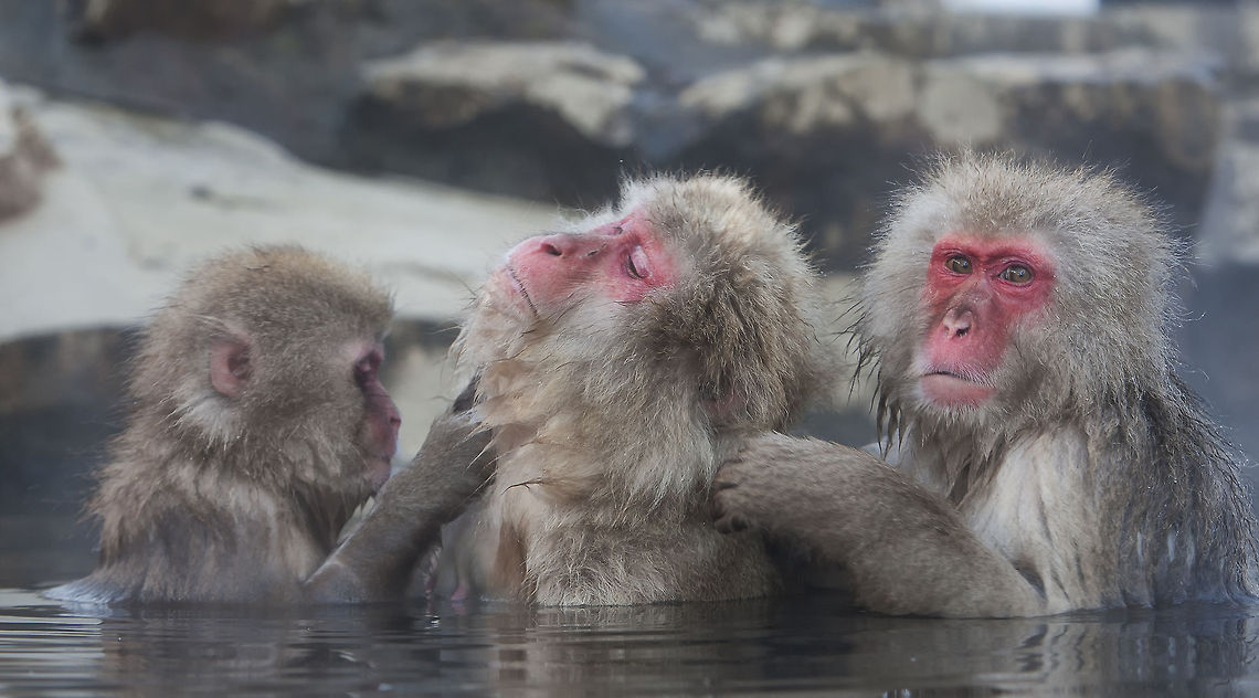 Japanese macaque grooming session Typical family grooming session in the hot pools!  Geotagged,Japan,Japanese macaque,Macaca fuscata