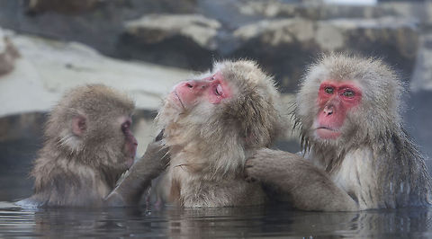 Japanese macaque grooming session Typical family grooming session in the hot pools!  Geotagged,Japan,Japanese macaque,Macaca fuscata
