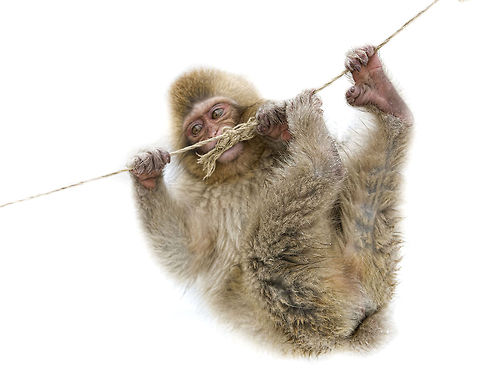 Hanging around  Playing in the snow - young Macaques are extremely entertaining  Geotagged,Japan,Japanese macaque,Macaca fuscata,Monkeys,snow monkey