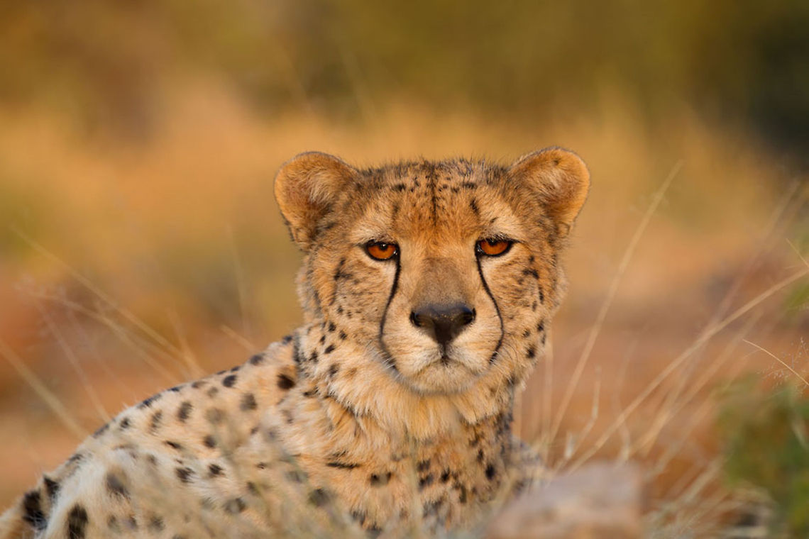 I'm looking at You! Shot with a 500mm lens but from ground angle  Acinonyx jubatus,Cheetah,Geotagged,South Africa