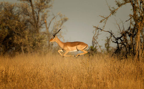 Impala do jump! I love Impala's they are often provide great images  Aepyceros melampus,Geotagged,Impala,South Africa