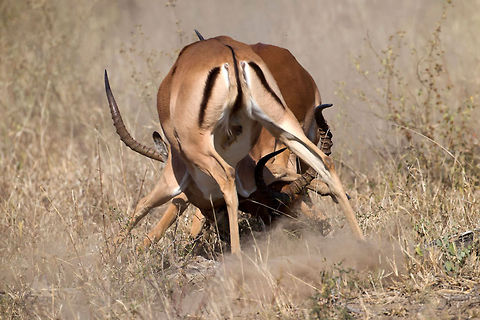 Impala fight !  Aepyceros melampus,Geotagged,Impala,South Africa
