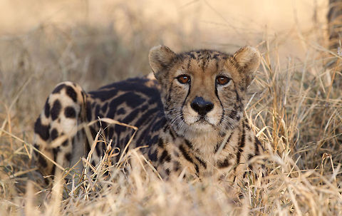 King Cheetah The King Cheetah (also known as Cooper's), once thought to be a separate sub-species, is an African Cheetah exhibiting a rare fur pattern mutation. A recessive gene must be inherited from both parents in order for this "blotchy" pattern to appear. First discovered in Zimbabwe in 1926, this very rare animal has been seen in the wild only 6 times. It has been known to exist in Zimbabwe, Botswana and in the northern part of South Africa's Transvaal province. The DeWildt Cheetah Research Centre in South Africa specializes in breeding this cat in captivity. I photographed this one at a private reserve call Tshukudu.  Acinonyx jubatus,Cheetah,Geotagged,South Africa