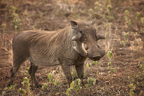 Handsome Wartie   Geotagged,Phacochoerus africanus,South Africa,Warthog