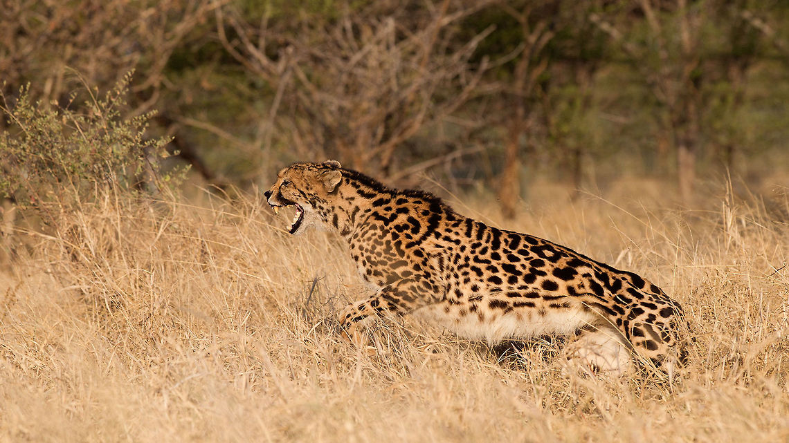 King Cheetah  Acinonyx jubatus,Cheetah,Geotagged,South Africa