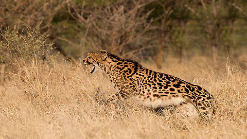 King Cheetah  Acinonyx jubatus,Cheetah,Geotagged,South Africa