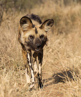On the Trail  Geotagged,Lycaon pictus,South Africa
