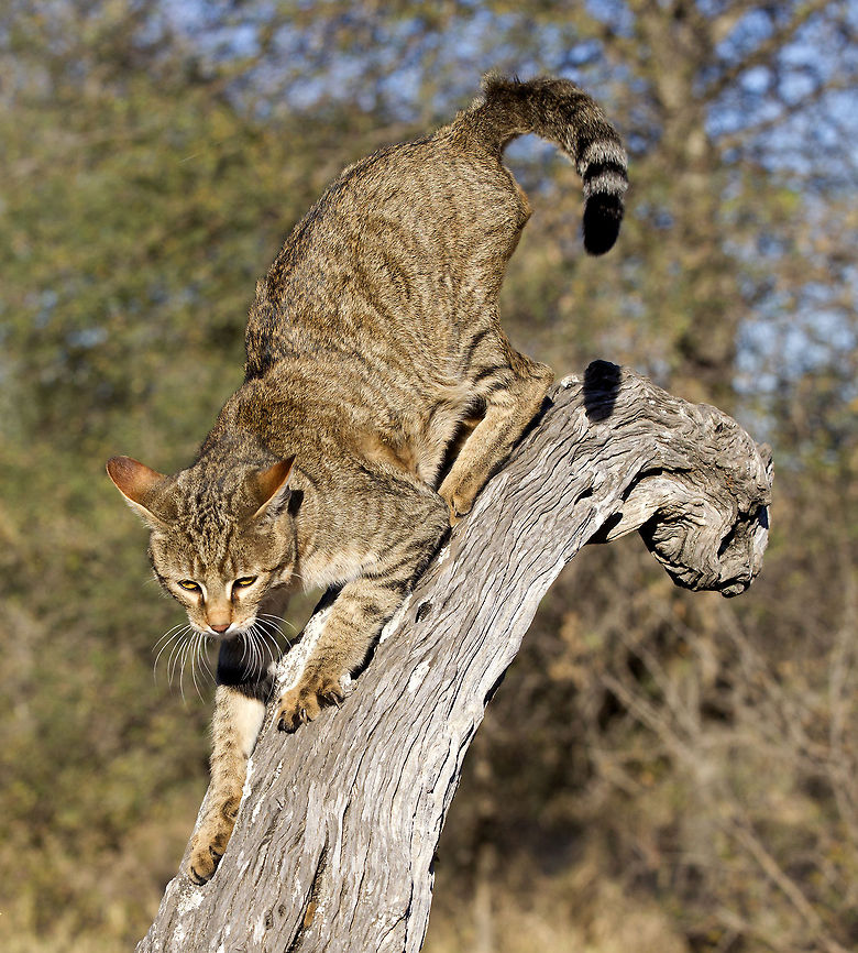 African Wild Cat  African wildcat,Felis silvestris lybica,Geotagged,South Africa