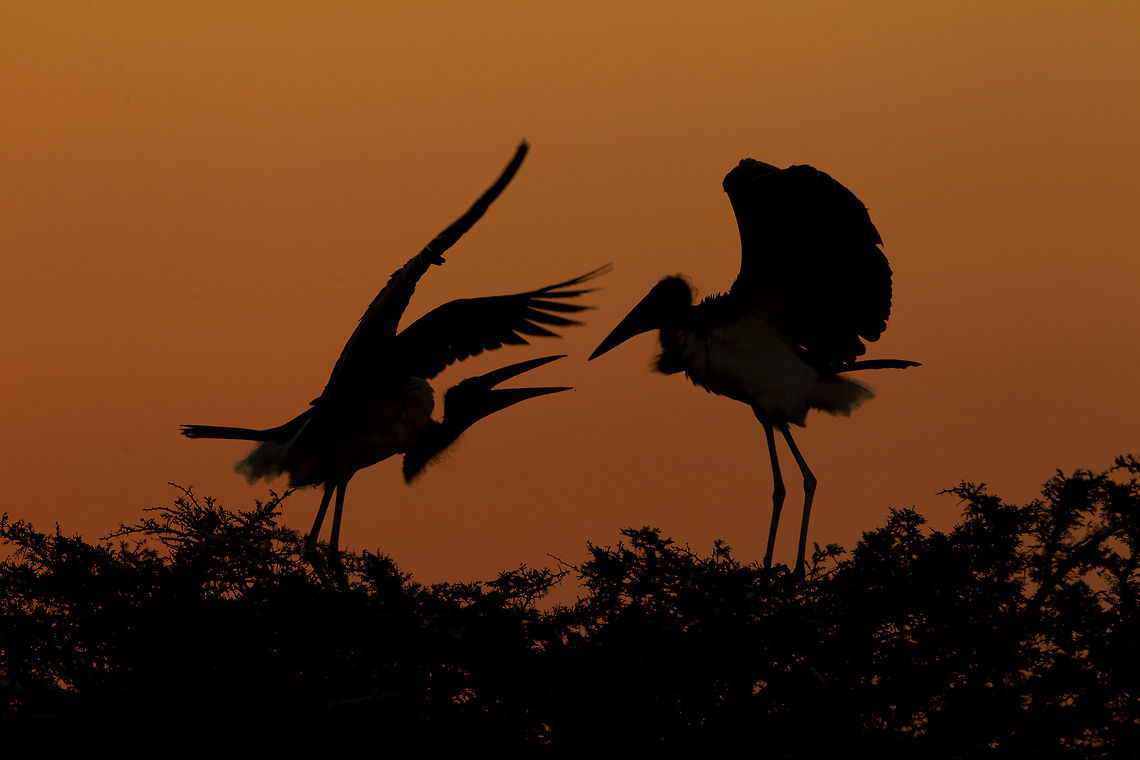 Squabbles  Two storks argue over the best nesting spot at dusk. <br />
 Geotagged,Leptoptilos crumeniferus,Marabou Stork,South Africa