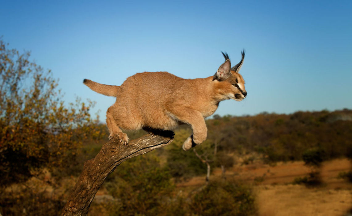 Caracal  Caracal,Caracal caracal,Geotagged,South Africa