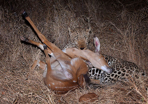 Leopard Kill  We followed this mature male early one evening - and he brought down a Nyala Antelope. 5 minutes later Hyenas stole his kill as he headed for a tree.  Leopard,Panthera pardus