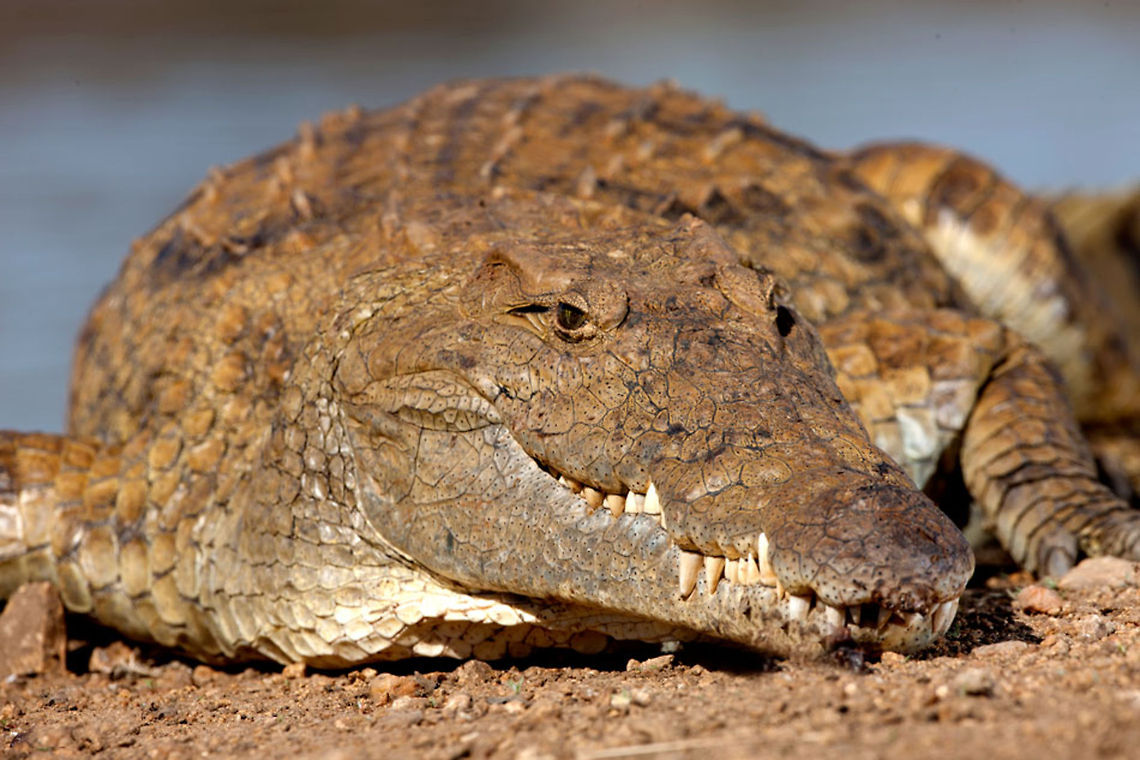 Sun Baking  Crocodylus niloticus,Geotagged,Nile crocodile,South Africa