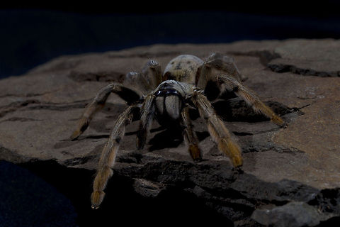 Furry Legs  Baboon spiders or tarantulas, as they are known outside Africa, are the giants of the spider world. The last two leg segments resemble the finger of a baboon hence, the common name, baboon spiders. spider