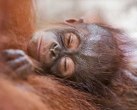 Baby Orange  Bornean orangutan,Geotagged,Pongo pygmaeus,Singapore