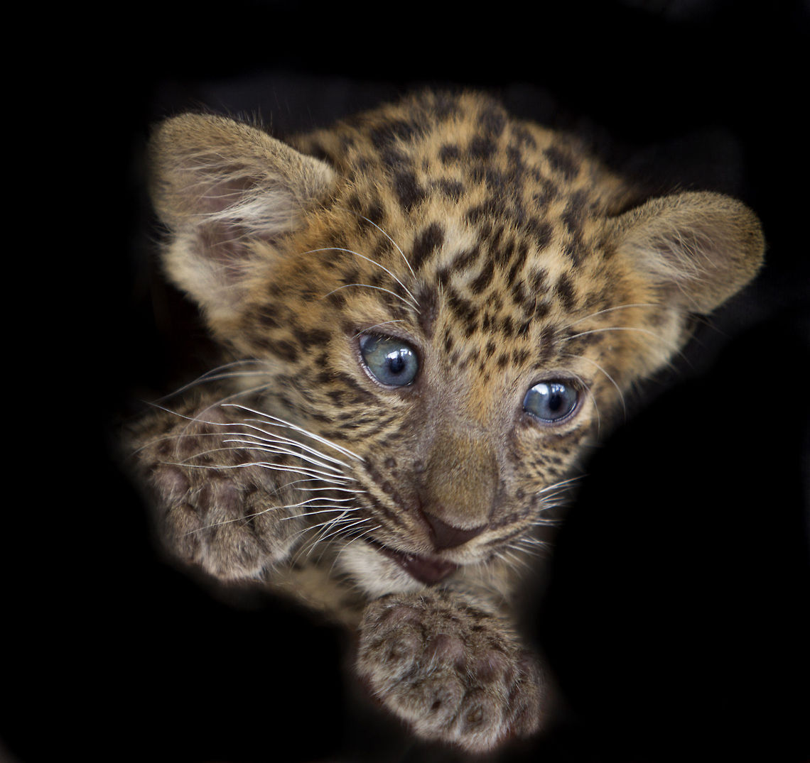 Blue eyes   Geotagged,Leopard,Panthera pardus,Snow leopard,Thailand,Uncia uncia
