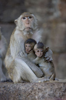 Twins  Crab-eating macaque,Macaca fascicularis