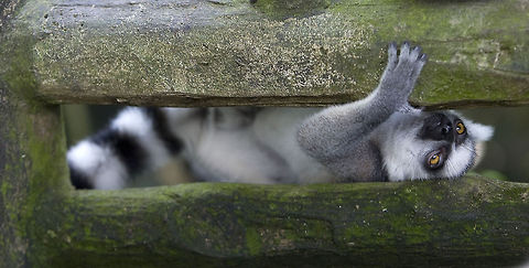 Stuck   Lemur catta,Ring-tailed lemur