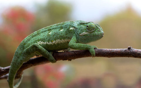 Chameleon Africa  Chamaeleo calyptratus,Chamaeleo chamaeleon,Common Chameleon,Geotagged,South Africa,Veiled chameleon